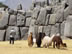 Peru: Sacsayhuamán - the famous stonework, fronted by the famous llamas